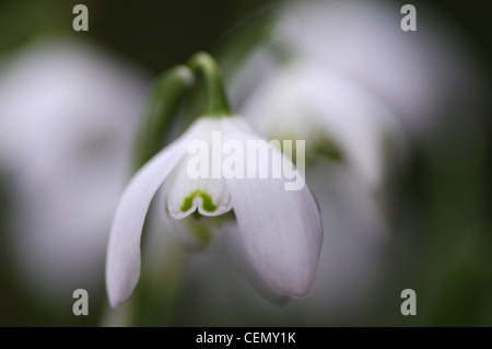Snowdrop fleur avec d'autres hors de l'accent derrière. Coupé de couleur. Banque D'Images