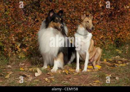 Rough et smooth collies adultes assis côte à côte Banque D'Images