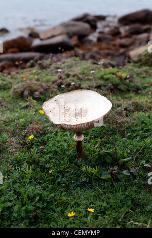 Champignons sauvages poussant sur St Agnes, îles Scilly, au Royaume-Uni. Banque D'Images