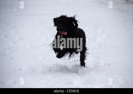 Cocker Anglais dans la neige Banque D'Images