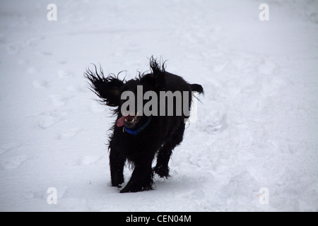 Cocker Anglais dans la neige Banque D'Images