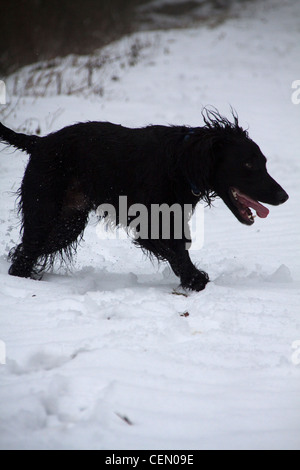 Cocker Anglais dans la neige Banque D'Images