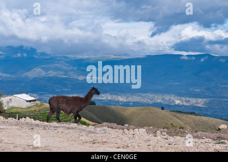 Un llama brown broute des touffes d'herbe d'altitude dans les montagnes des Andes, l'Equateur Quilotoa proche. Banque D'Images