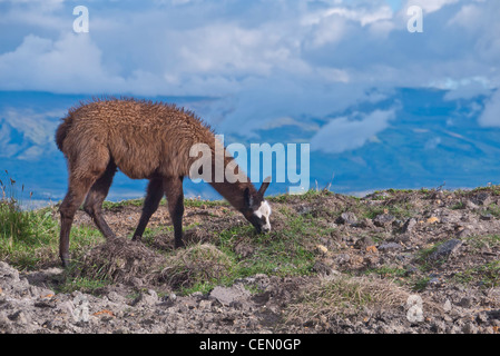 Un llama brown broute des touffes d'herbe d'altitude dans les montagnes des Andes, l'Equateur Quilotoa proche. Banque D'Images