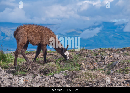 Un llama brown broute des touffes d'herbe d'altitude dans les montagnes des Andes, l'Equateur Quilotoa proche. Banque D'Images