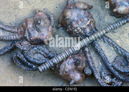 Crinoïde, Jimbacrinus bostocki (Permien) - Australie Banque D'Images