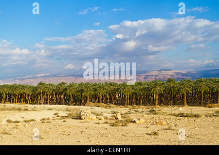 Bosquet de Dattiers aux côtés d'Israël l'autoroute 9, près de la Mer Morte avec les montagnes de Jordanie à l'arrière-plan. Banque D'Images