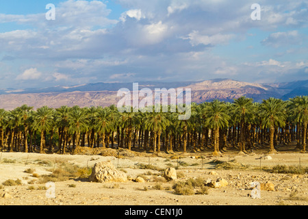 Bosquet de Dattiers aux côtés d'Israël l'autoroute 9, près de la Mer Morte avec les montagnes de Jordanie à l'arrière-plan. Banque D'Images