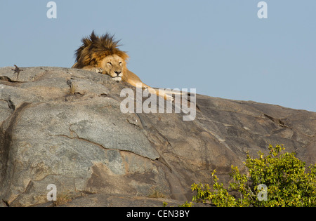 African Lion mâle endormi sur le haut d'un rocher (Panthera leo) dans le Serengeti, Tanzanie Banque D'Images