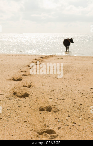 Marche de vache dans la mer Banque D'Images