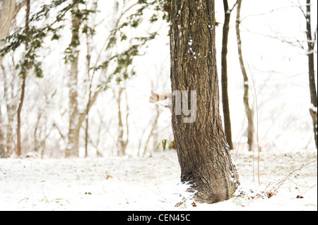 Sur l'écureuil en hiver Arbres Banque D'Images