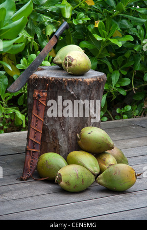 Machette, billot, et coco, Yucatan, Mexique. Banque D'Images