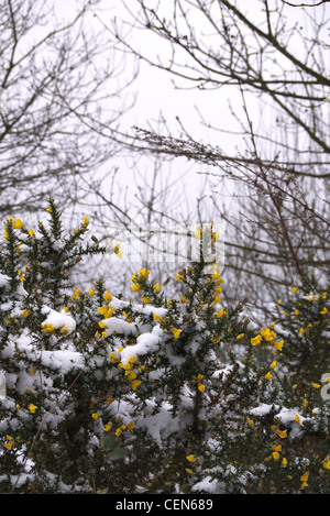 Les chambres lumineuses de l'ajonc jaune bush lors d'une froide journée de l'hiver. Banque D'Images