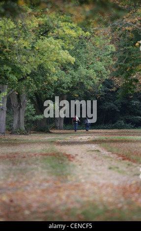 Homme et femme goinga à pied dans la forêt de Thetford, Norfolk, UK Banque D'Images