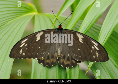 La Cites Cairns euphorion Ornithoptera photographié dans les tropiques humides World Heritage Rainforest, Nord du Queensland, Australie Banque D'Images