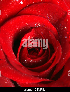 Un close up image d'une rose rouge avec des gouttelettes d'eau sur les pétales Banque D'Images