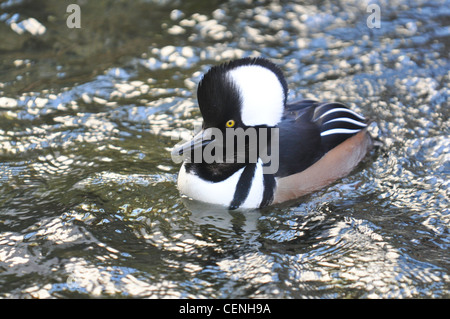 Canard bec-scie natation dans l'étang Banque D'Images