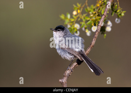 Gobemoucheron à queue noire Polioptila nigriceps Tucson, comté de Pima, Arizona, United States 24 mai mâle adulte SYLVIIDAE Banque D'Images