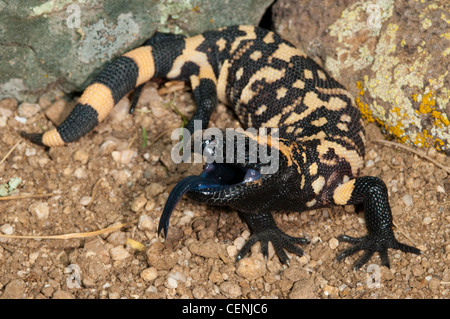 Heloderma suspectum suspectum Gila Monster Tucson, Arizona, United States 21 mai immatures (retuiculated forme) Helodermatidae Banque D'Images