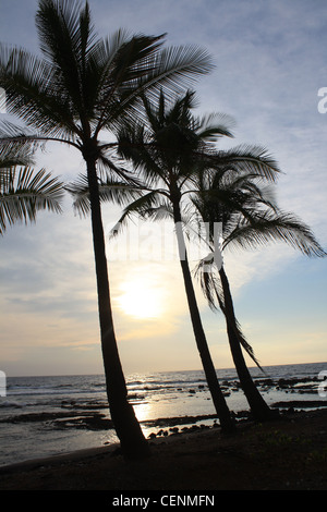 Keauhou Seascape tranquille plage de sable noir Hawaii Palmiers Arbre Silhouette Voyage Tropical Paradise Banque D'Images