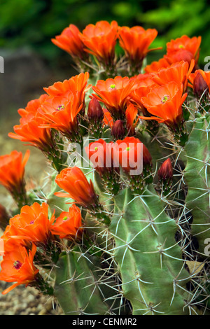 Claret Cup (Cactus Echinocereus triglochidiatus) fleurit au Jardin botanique de Denver. Denver, Colorado. l'été. Banque D'Images