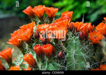 Claret Cup (Cactus Echinocereus triglochidiatus) fleurit au Jardin botanique de Denver. Denver, Colorado. l'été. Banque D'Images