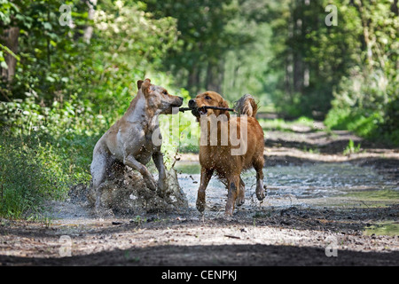 Golden retriever et labrador chiens jouer et courir avec stick par flaque boueuse dans chemin de forêt, Belgique Banque D'Images