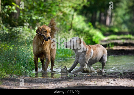 Golden retriever et labrador chiens jouer et courir avec stick par flaque boueuse dans chemin de forêt, Belgique Banque D'Images