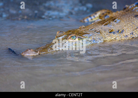 Crocodile bébé dans l'eau, Costa Rica Banque D'Images