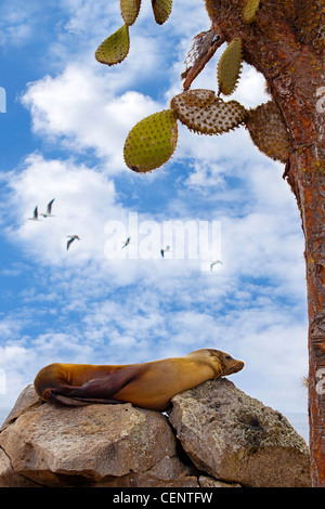 Lion de mer au repos sur Santa Fe, Galapagos Banque D'Images