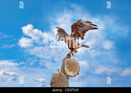 Hawk Galapagos sur un cactus, Santa Fe Banque D'Images