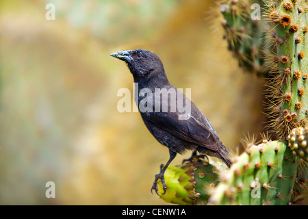 Cactus commun Galapagos Finch se nourrissant des cactus Banque D'Images