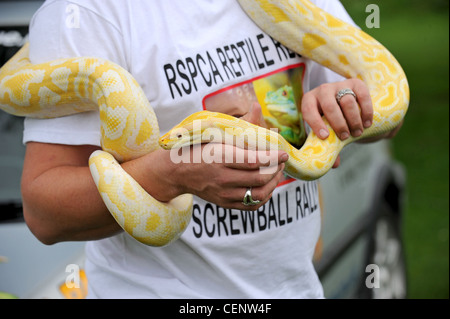 Un Python albinos remis à la RSPCA et actuellement à la recherche d'une nouvelle maison Banque D'Images