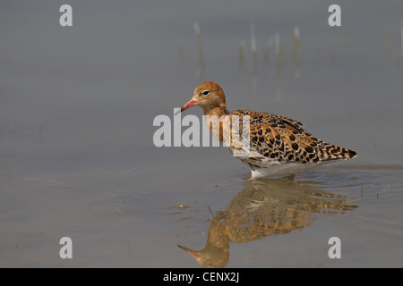 Philomachus pugnax ruff Kampfläufer falco Banque D'Images