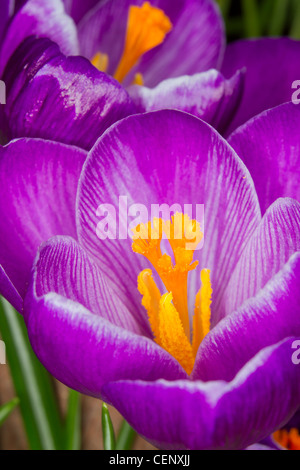 Crocus en fleurs au début du printemps. Banque D'Images