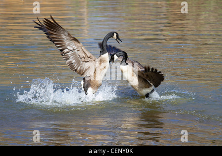 Hommes Canada geese (Branta canadensis) la lutte pour le territoire de reproduction. Banque D'Images