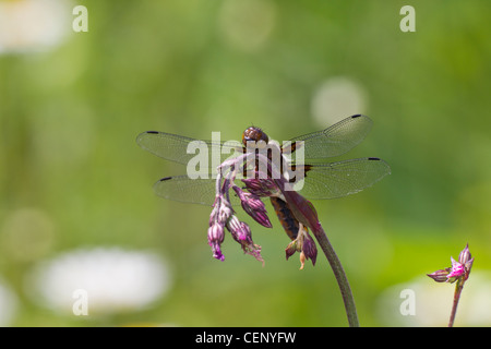 Plattbauch, Libellula depressa, croquant à corps large Banque D'Images