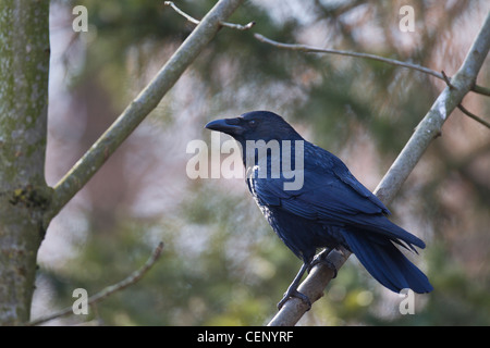 Rabenkraehe, Corvus corone, corbeau de charrion Banque D'Images