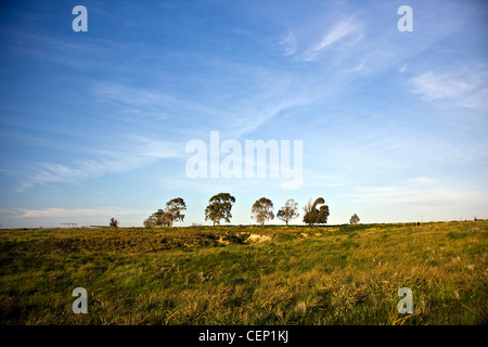 Arbres et Anémone rouge coquelicot fleurs paysage en Israël en hiver - printemps Banque D'Images