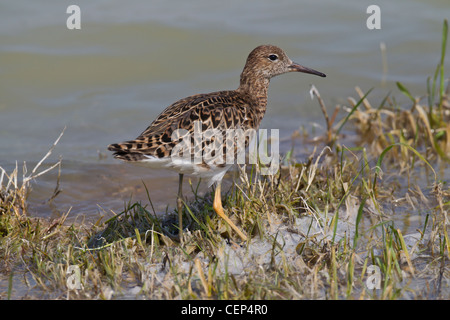 Philomachus pugnax ruff Kampfläufer falco Banque D'Images