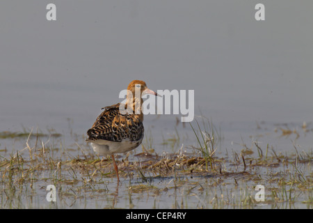 Philomachus pugnax ruff Kampfläufer falco Banque D'Images