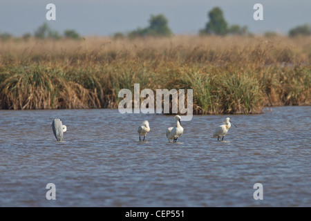 Loeffler, Platalea leucorodia, spoonbill eurasien Banque D'Images