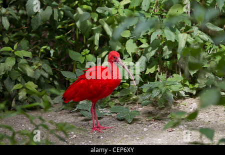 Roter sichler, Eudocimus ruber, ibis rouge Banque D'Images