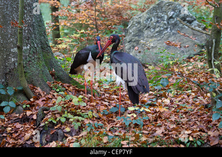 Schwarzstorch, Ciconia nigra, la cigogne noire Banque D'Images