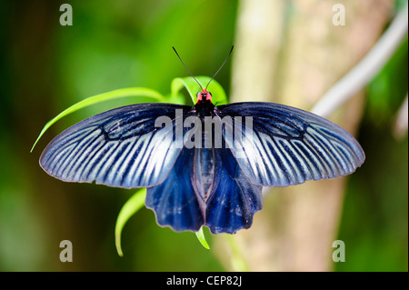 Grand Mormon Papilio Memnon Agenor) Butterfly Banque D'Images