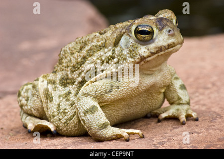 Crapaud des steppes (Anaxyrus cognatus,), comté de Socorro, Nouveau Mexique, USA. Banque D'Images