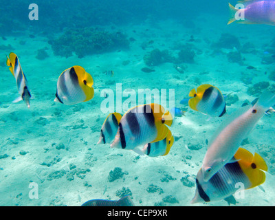 Pacific Double-selle, papillons et Threespot wrasse, Malolo Lailai Island, Yasawa Islands, Fidji, Pacifique Sud Banque D'Images