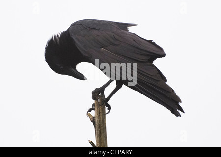 Crow poisson appelant dans le brouillard, préserver l'état des prairies Paynes, Gainesville, Floride Banque D'Images