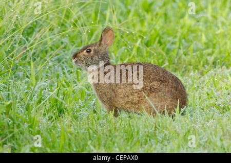 Lapin des marais et la rosée du matin, préserver l'état des prairies Paynes, Floride Banque D'Images