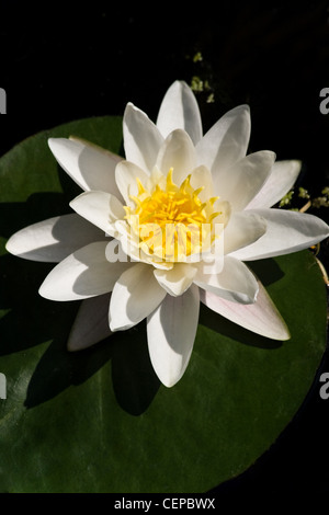 Nénuphar blanc ou Nymphaea alba avec feuille verte floraison dans étang sur sunny summerday - verticale Banque D'Images